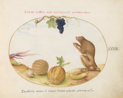 Tallrik 28: En "Tartarine" (Barbary Macaque?) med frukt och en snigel av Joris Hoefnagel