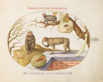 Tallrik 29: Två apor, en "Arctopithecus" (Sloth?) och frukt av Joris Hoefnagel