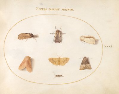 Tallrik 31: Seven Moths av Joris Hoefnagel