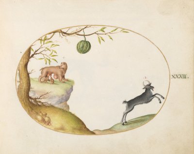 Skylt 33: En "Simivulpa" (Opossum?) och en stenbock av Joris Hoefnagel