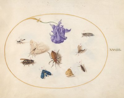 Tallrik 33: Mal och fjäril med andra insekter och en akleja av Joris Hoefnagel