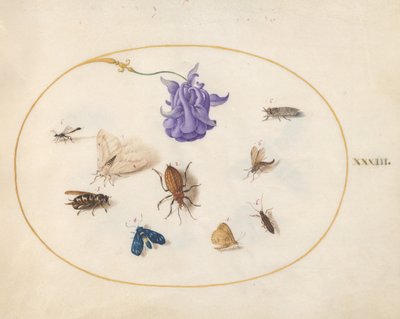Plansch 33: nattfjäril och fjäril med andra insekter och en akleja av Joris Hoefnagel