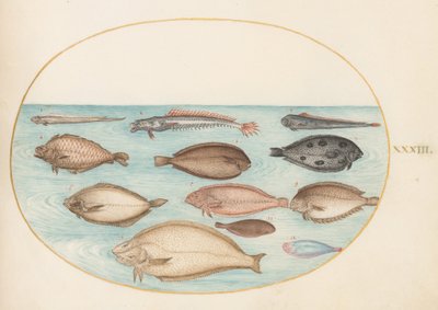 Plansch 33: tunga och andra plattfiskar med bandfisk(?) av Joris Hoefnagel