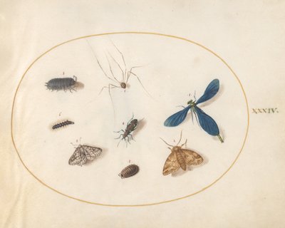 Tallrik 34: Två malar med en spindel, en larv och fyra andra insekter av Joris Hoefnagel
