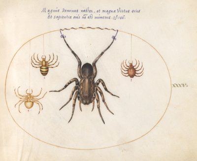 Plåt 35: En vargspindel(?) och tre andra spindlar av Joris Hoefnagel