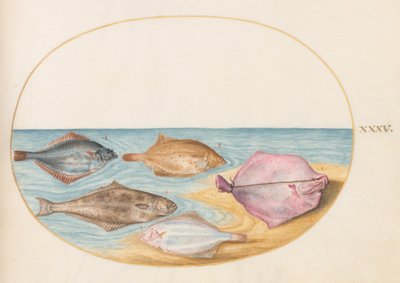 Plansch 35: Undersidorna av piggvar(?) och andra plattfiskar av Joris Hoefnagel