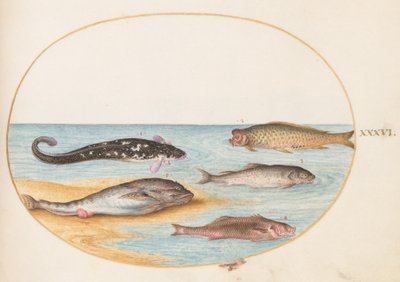Tallrik 36: Fem fiskar, inklusive karp(?) av Joris Hoefnagel
