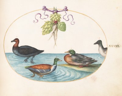 Tallrik 36: Rödbröstad marganser, shoveler och två andra vattenfåglar med kronärtskockor av Joris Hoefnagel