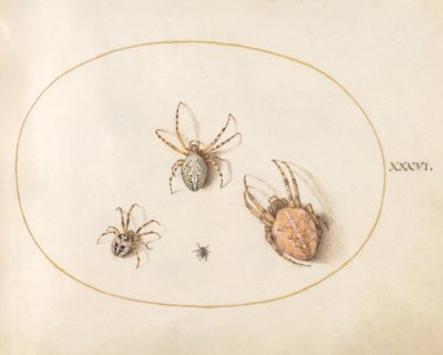Tallrik 36: Tre stora spindlar och en liten spindel av Joris Hoefnagel