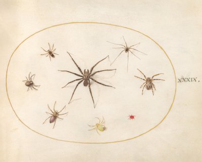 Plansch 39: Åtta spindlar av Joris Hoefnagel