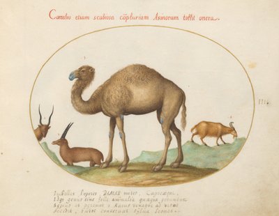 Plåt 3: Kamel, stenbock och get av Joris Hoefnagel