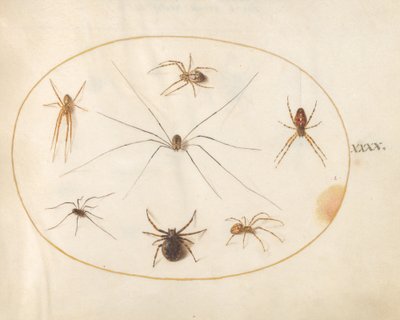 Plåt 40: Åtta spindlar av Joris Hoefnagel