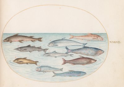 Tallrik 41: Sik(?) och annan fisk av Joris Hoefnagel