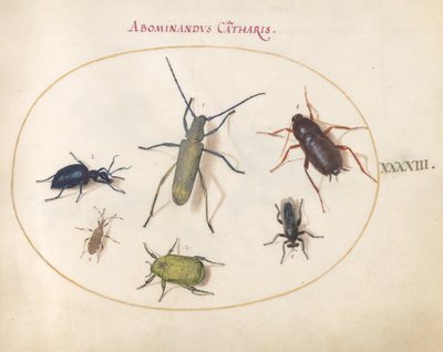 Tallrik 43: Ett guldblommigt grått långhorn(?), Tansy Beetle(?), Kackerlacka, Lövfotad insekt och andra insekter av Joris Hoefnagel