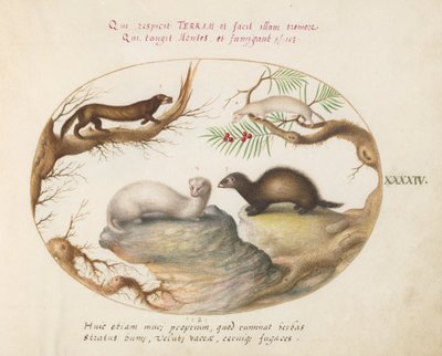 Tavla 44: Polecat, Mink och Hermelin av Joris Hoefnagel