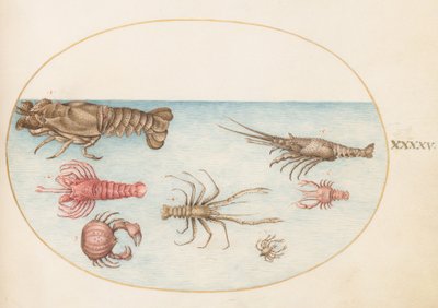 Tallrik 45: Hummer, Squilla Mantis och andra kräftdjur av Joris Hoefnagel