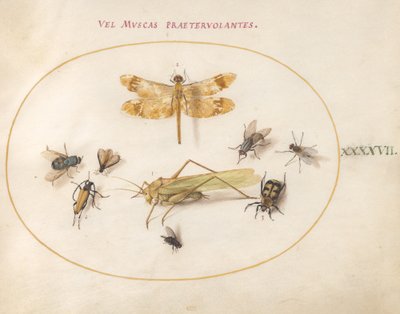 Tallrik 47: En trollslända, en gräshoppa, husflugor, en kadaverbagge, en långhornsbagge med blommor och andra insekter av Joris Hoefnagel