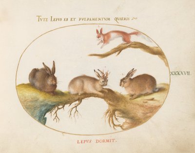 Skylt 47: En hare, "jackalope", en kanin och en fläckig ekorre av Joris Hoefnagel
