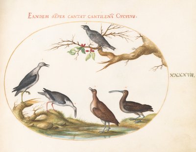 Skylt 47: Shore Birds with a Perching Bird av Joris Hoefnagel
