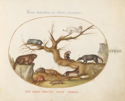 Plåt 49: murmeldjur, hamstrar, råtta, fältmus, smus och en Coatimundi av Joris Hoefnagel