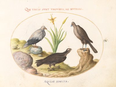 Plåt 4: En egyptisk gam, en nordlig hök(?) och en "Aquila Heteropod" (korttåörn?) av Joris Hoefnagel