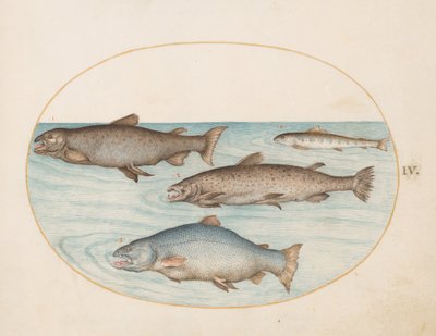 Plansch 4: Fyra laxar av Joris Hoefnagel