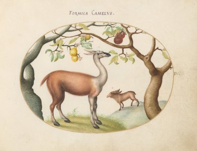 Tallrik 4: Lama och älg av Joris Hoefnagel