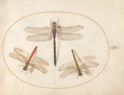 Tallrik 54: Hårig Dragonfly och Two Darters av Joris Hoefnagel