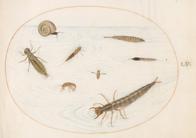 Skylt 55: Vatteninsekter och ryggradslösa djur, inklusive en snigel av Joris Hoefnagel