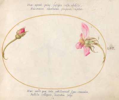 Tallrik 56: En rosenknopp och en sönderfallande rosa ros av Joris Hoefnagel