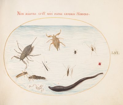 Skylt 56: Vattenskorpion, vattenmätare, dammåkare, rödvattenkvalster, purgel(?) och andra vatteninsekter av Joris Hoefnagel