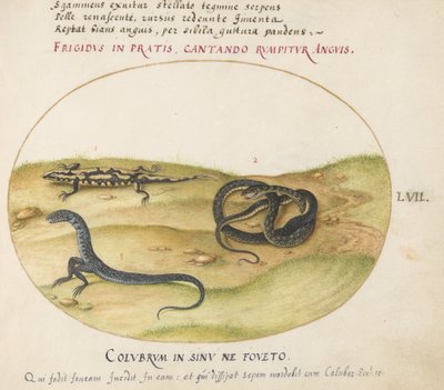 Tavla 57: En orm, en eldsalamander och en ormliknande varelse med två ben av Joris Hoefnagel