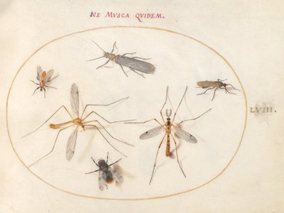 Tallrik 58: Ett bi och fem andra insekter av Joris Hoefnagel