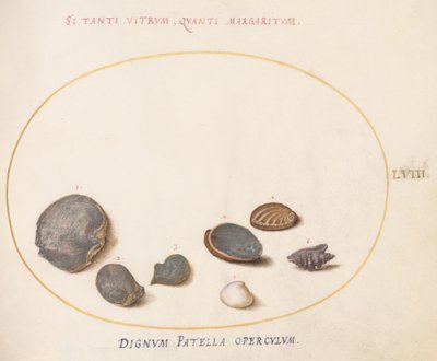 Skylt 58: Skal, inklusive Abalone(?) av Joris Hoefnagel