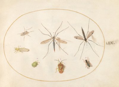 Skylt 59: Sju insekter, inklusive en hagtornssköldbugg, tranflugor och en svävfluga av Joris Hoefnagel