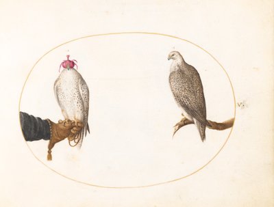 Plåt 5: En huvfalk och dess vilda motsvarighet av Joris Hoefnagel