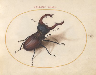 Tallrik 5: Stag Beetle av Joris Hoefnagel