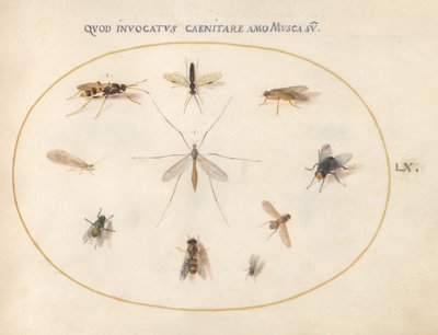 Plansch 60: Flugor och andra insekter, ca 1575/80 (akvarell, gouache och guld på pergament) av Joris Hoefnagel