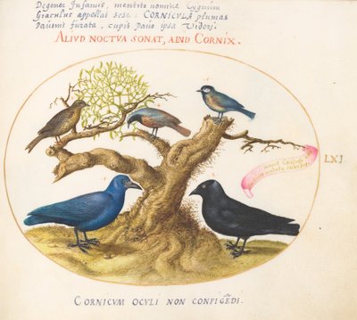 Skylt 61: Blåkråka(?), Jackdaw, Chickadee eller Mes och andra fåglar av Joris Hoefnagel
