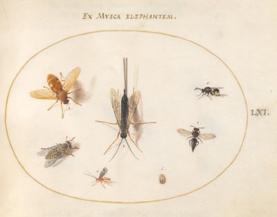 Skylt 61: Sju insekter, inklusive flugor av Joris Hoefnagel