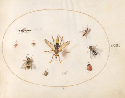 Plansch 62: tio insekter av Joris Hoefnagel