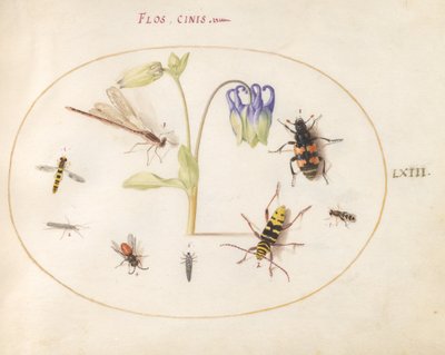 Tavla 63: En trollslända, en fläckig långhorn, en sextonbagge och andra insekter med en blå och vit akleja av Joris Hoefnagel