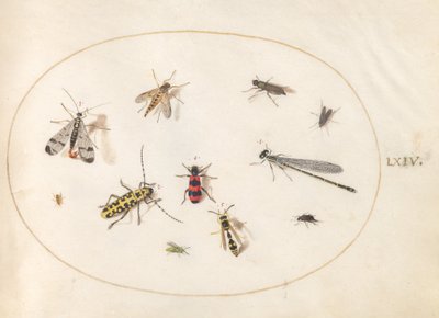 Plåt 64: Elva insekter, inklusive en trollslända och långhornsbagge av Joris Hoefnagel