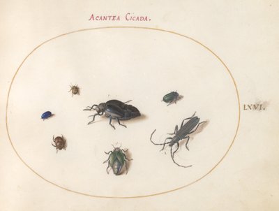 Tallrik 66: Två oljebaggar, en långhornsbagge och fyra andra insekter av Joris Hoefnagel