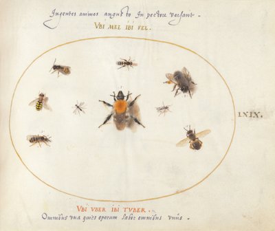 Tallrik 69: Nio bin och andra insekter av Joris Hoefnagel