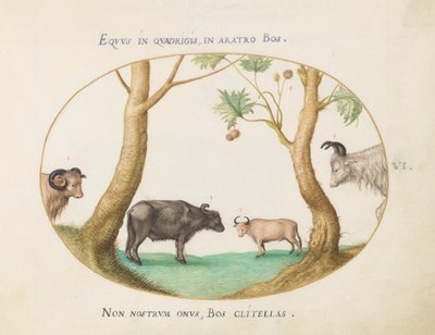 Tavla 6: En sort oxar med en bagge och en vattenbuffel(?) vid en platan av Joris Hoefnagel