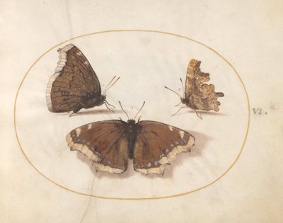 Tavla 6: Två vyer av en sorgkappa (Camberwell Beauty) fjäril med en kommafjäril av Joris Hoefnagel