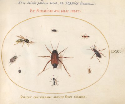 Platta 70: En mört omgiven av insekter av Joris Hoefnagel