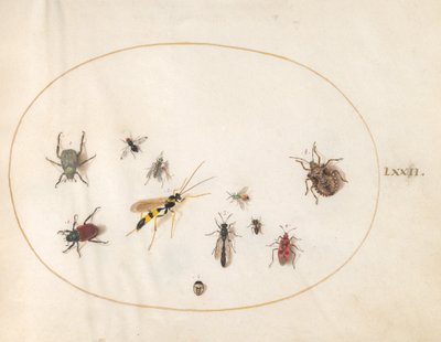 Skylt 72: Shield Bug, Cinnamon Bug, Geting och andra insekter av Joris Hoefnagel