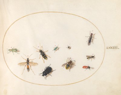 Tallrik 73: Tio insekter av Joris Hoefnagel